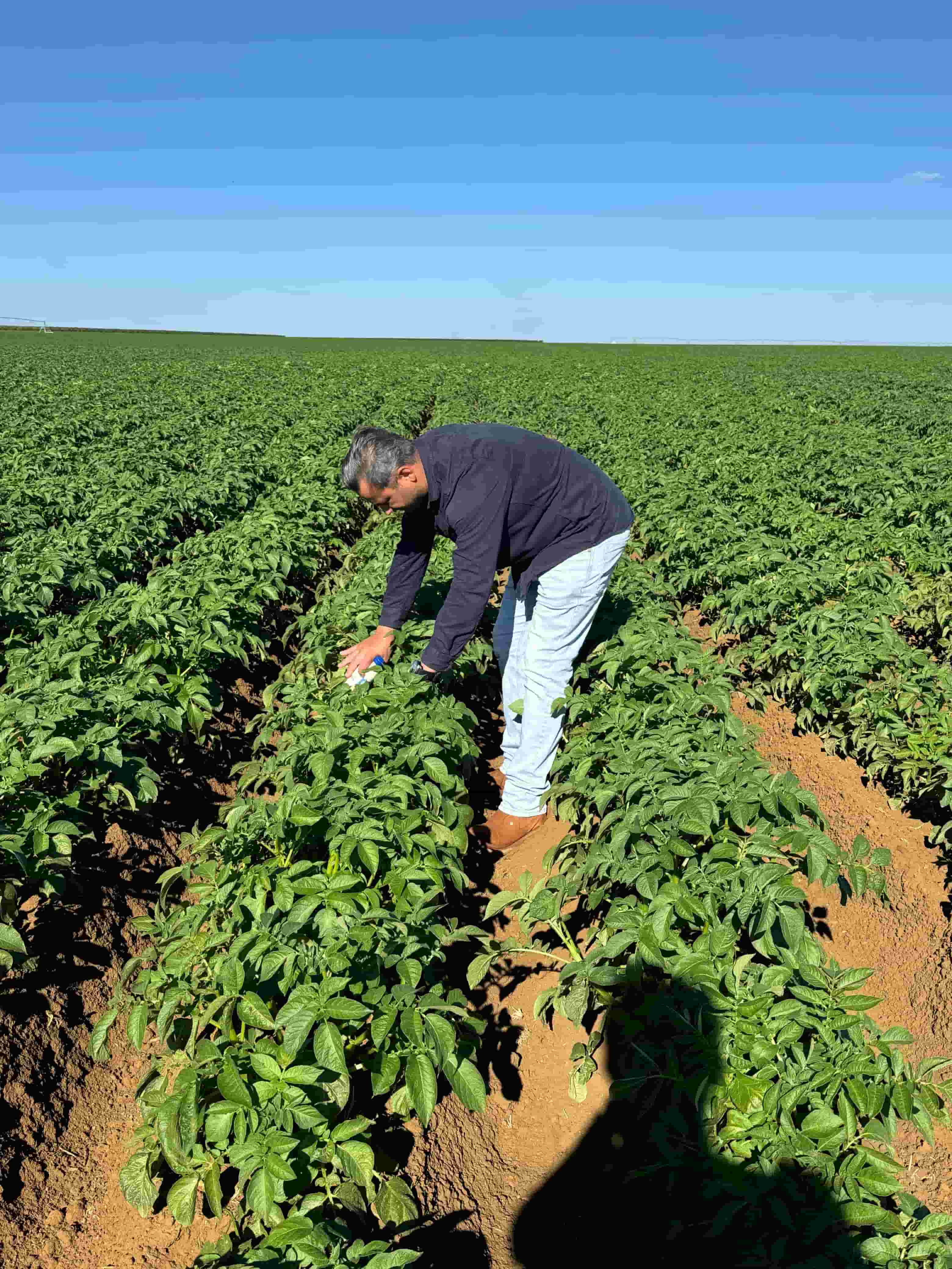 Plantação verde Agro Ant