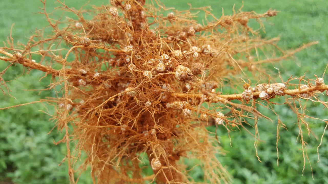 Desenvolvimento Radicular