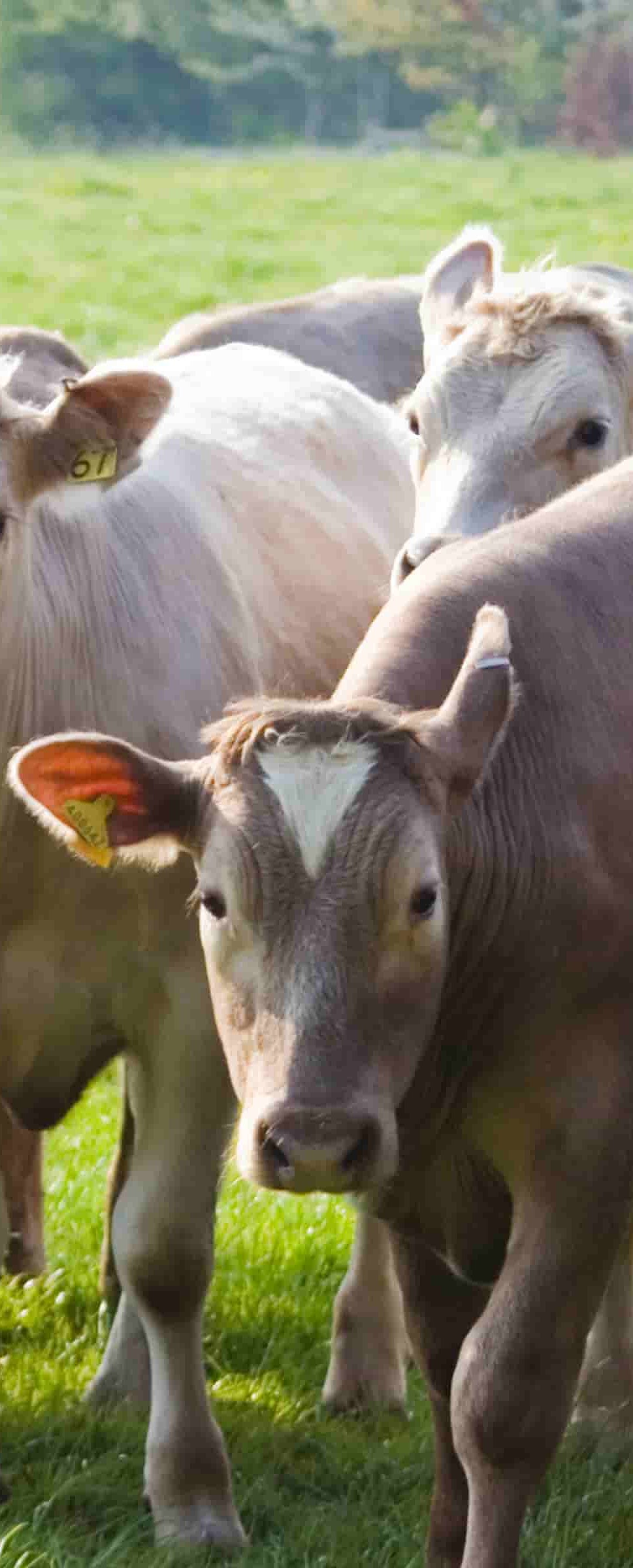 Cattle