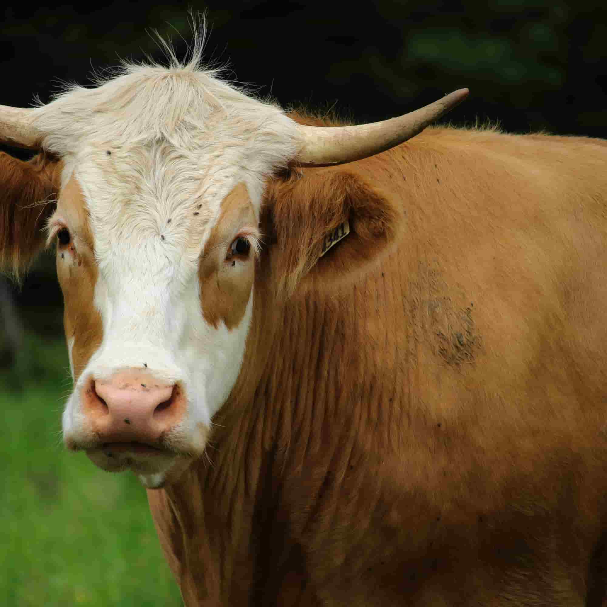PRIDE CATTLE