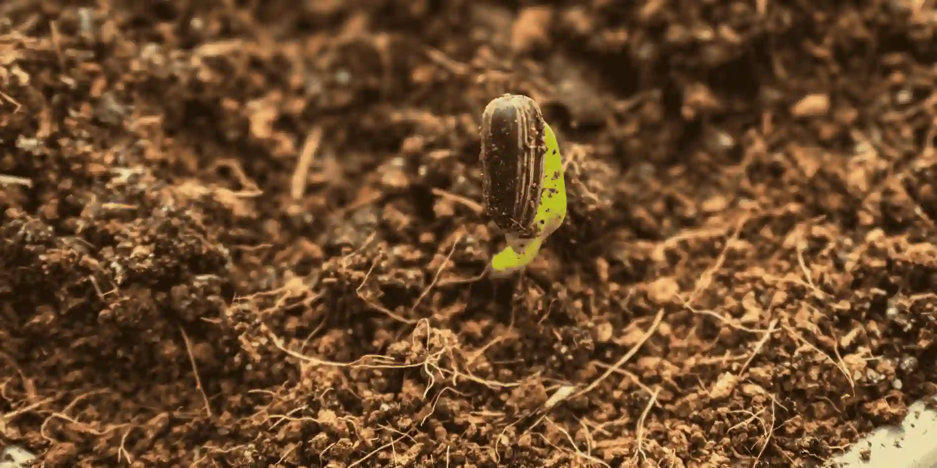 Composto Orgânico