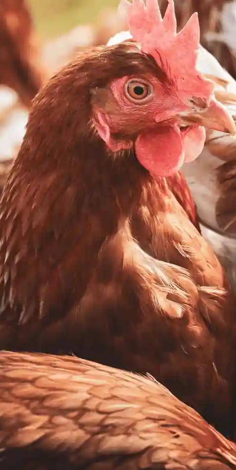 Poultry