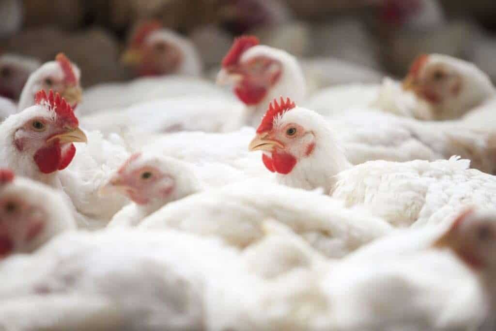 Poultry Ant™