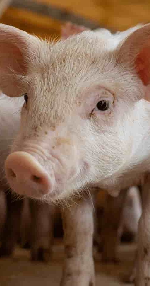 Swine